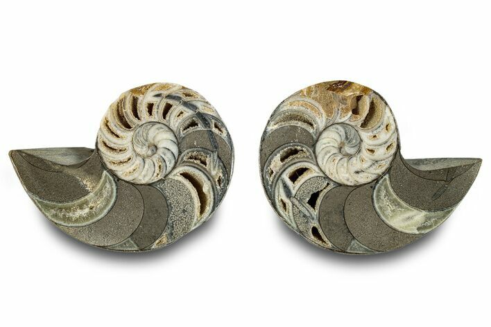 Jurassic Cut & Polished Nautilus (Cymatoceras) Fossil -Madagascar #283121